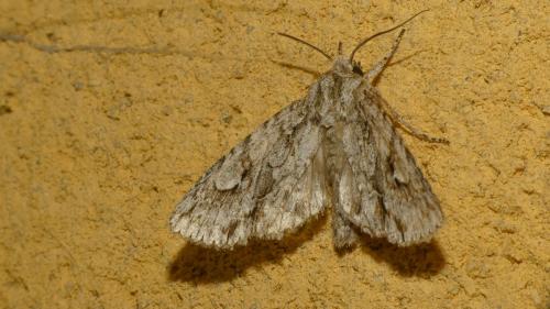 Réf. 329 899 : Meganephria bimaculosa